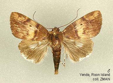 Chloe Roon Papua Insects Foundation (Lepidoptera/Nolidae/Chloephorinae(Ariolicini ...